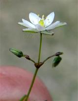  Inflorescence